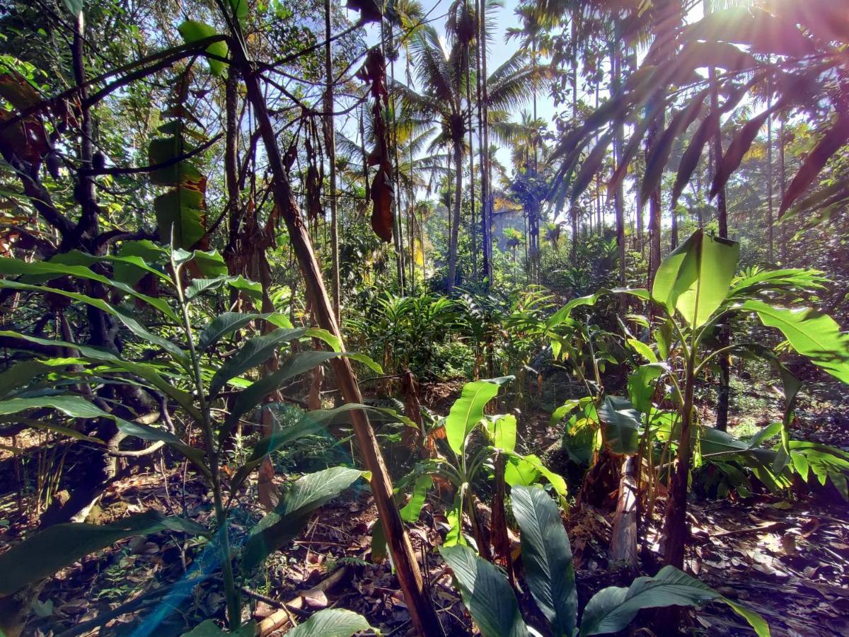 Maliyeckal Homestay Munnar Exterior foto